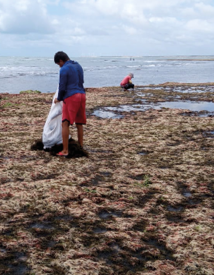Coastal Seaweed Harvest