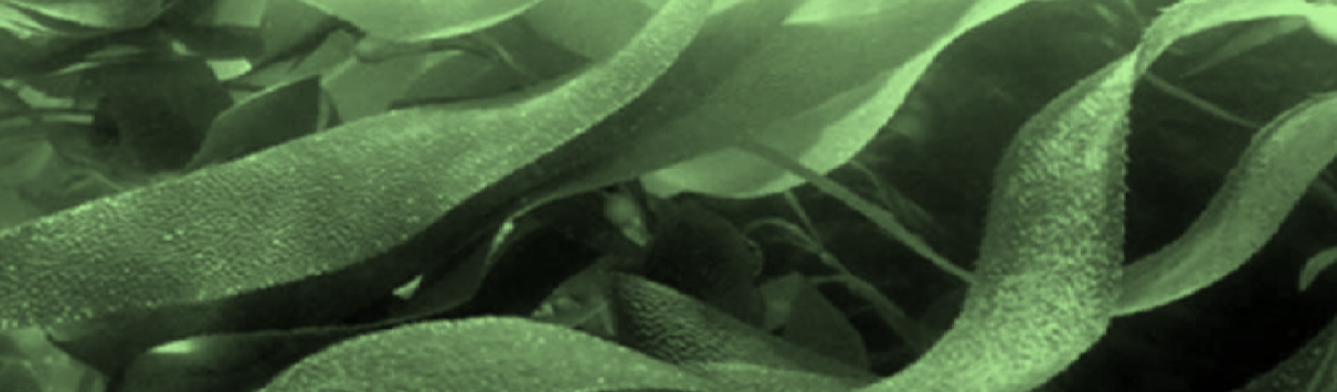 Sustainable Northeastern Brazilian Seaweeds Banner
