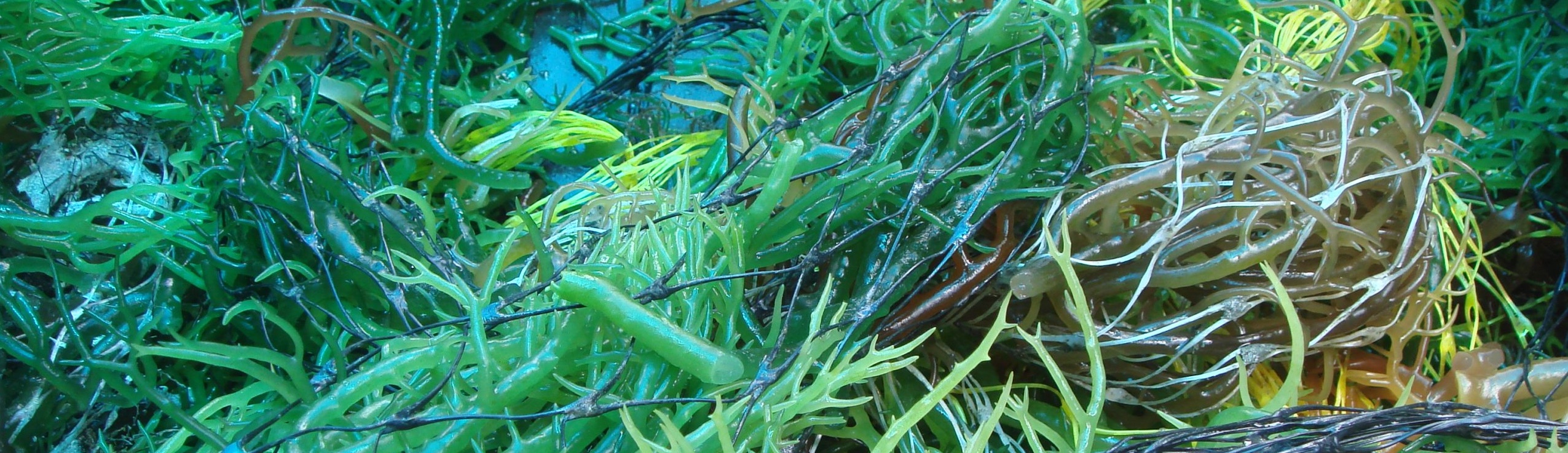 Cultivated Seaweeds Mariculture Banner