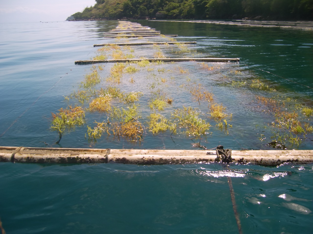 Cultivated Seaweed Marine Ecosystem