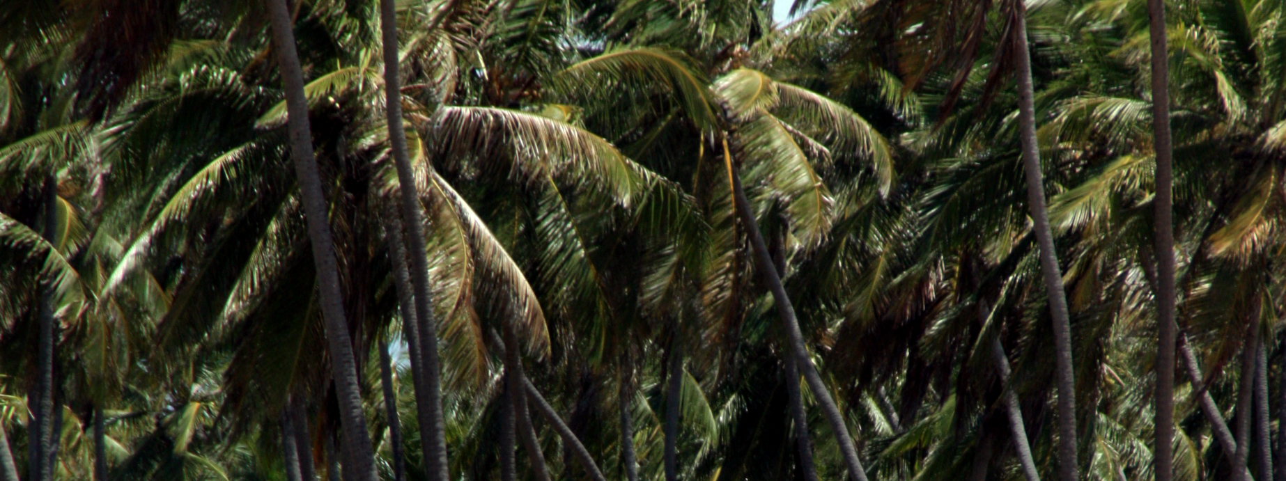 Upcycled Green Coconut Pulp Banner