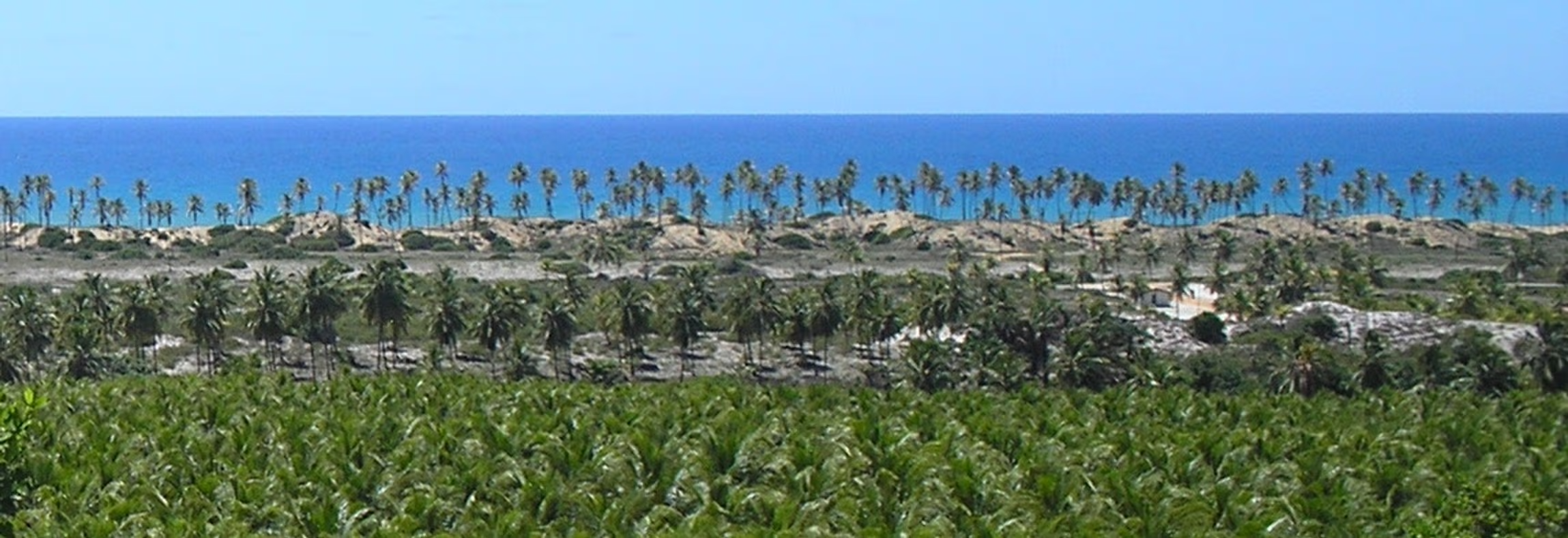Sustainable Organic Coconut Oil Banner